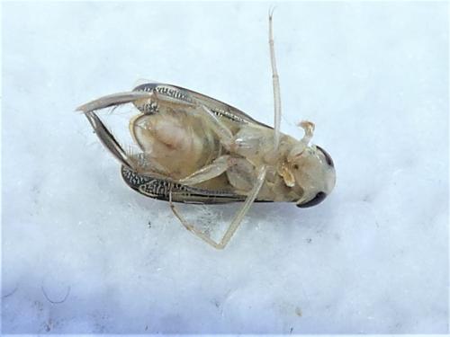 Sigara sp.